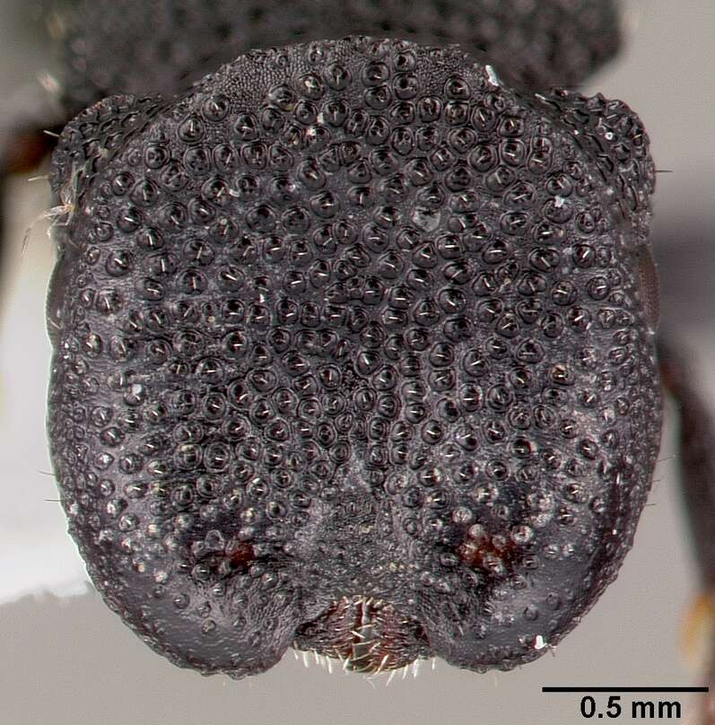 Cephalotes rohweri (Wheeler 1916) resmi