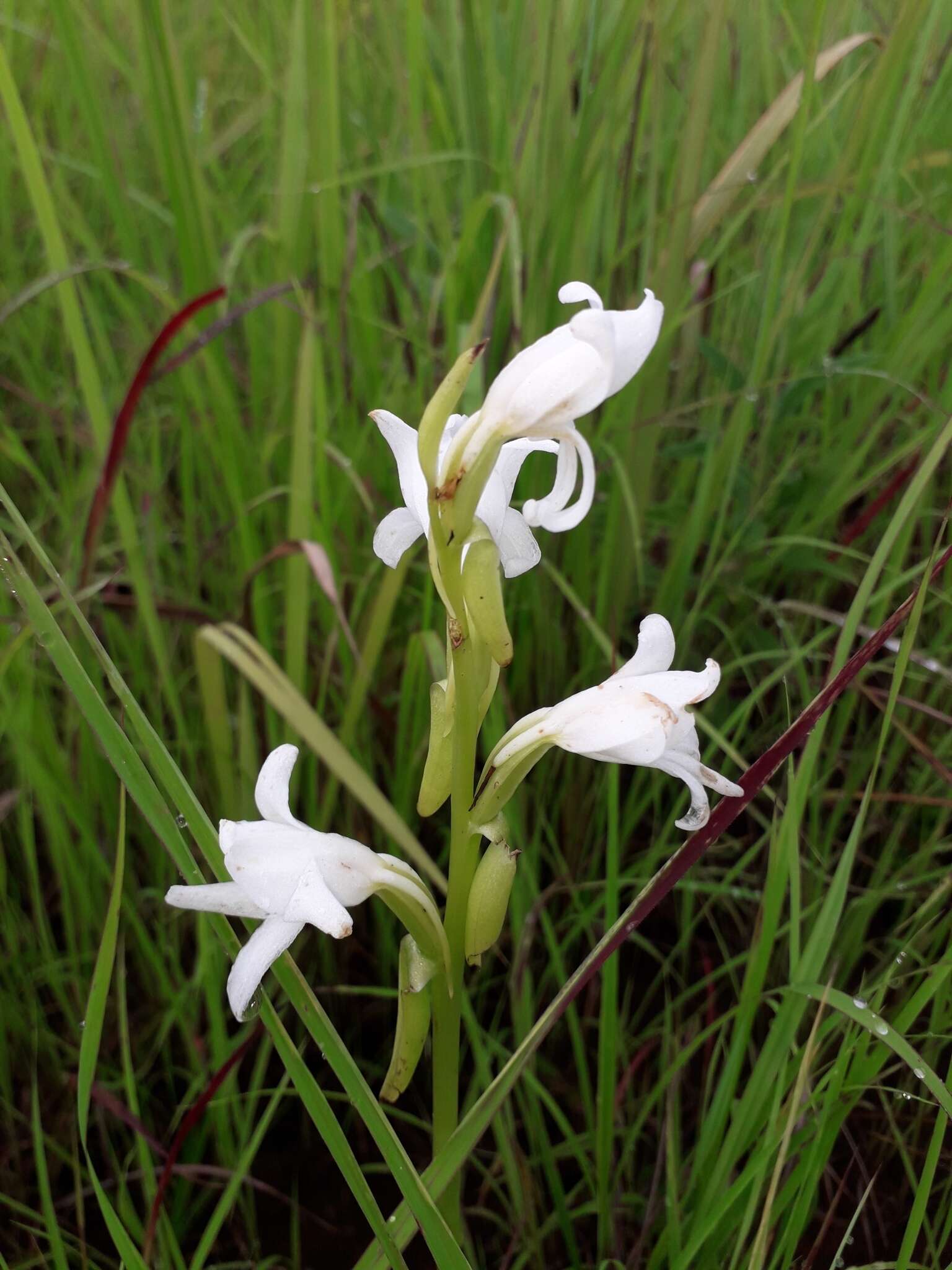 Image of Satyrium kitimboense Kraenzl.