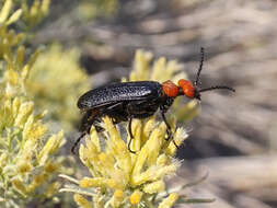 Image of Lytta (Paralytta) vulnerata (Le Conte 1851)