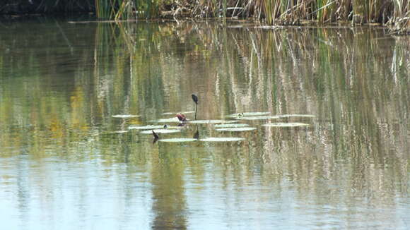 Image de Nymphaea ampla (Salisb.) DC.