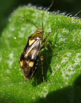 Image of Liocoris