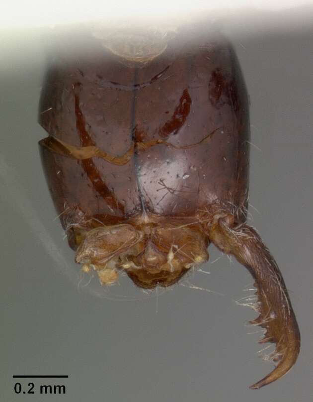 Onychomyrmex hedleyi Emery 1895的圖片