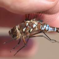 Image of Variable Darner