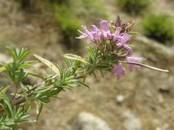 Imagem de Thymus numidicus Poir.