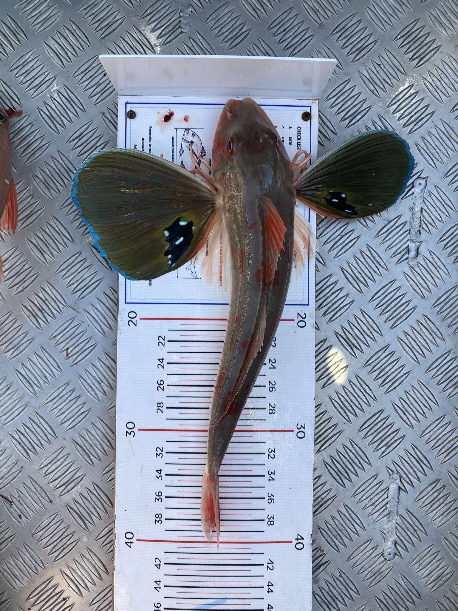 Image of Bluefin Gurnard