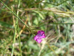 Image de Dianthus balbisii Ser.