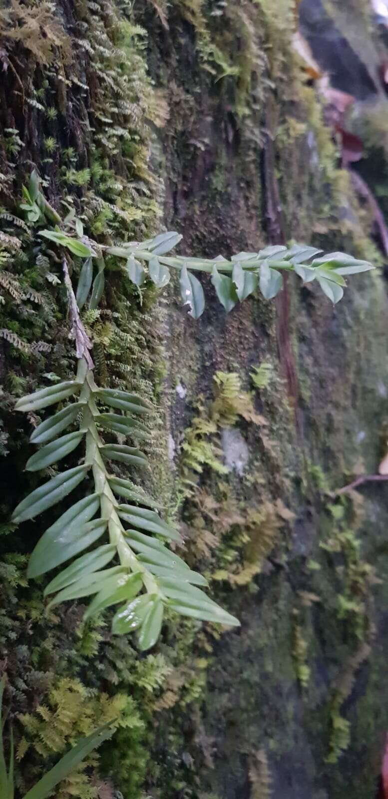 Dichaea trinitensis Gleason的圖片