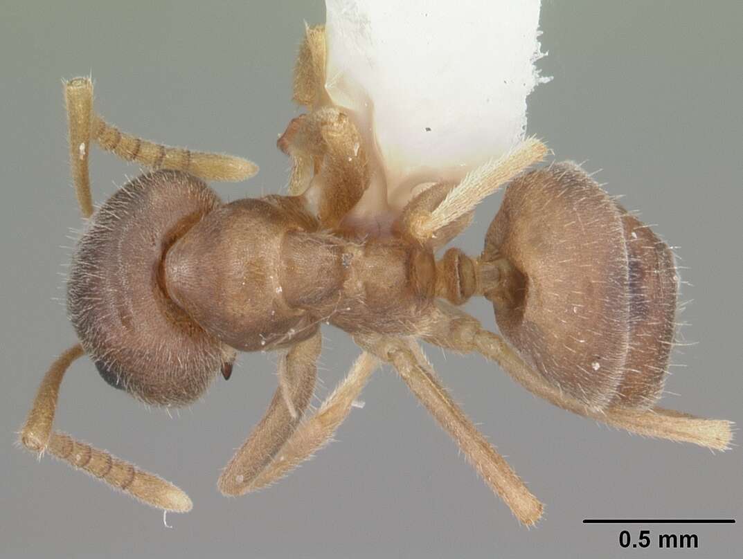 Image de Lasius neoniger Emery 1893