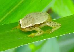 Image of Dwarf Mexican Treefrog