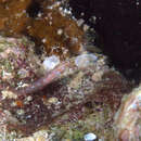 Image of Redspeckled dwarfgoby