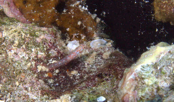 Image of Redspeckled dwarfgoby