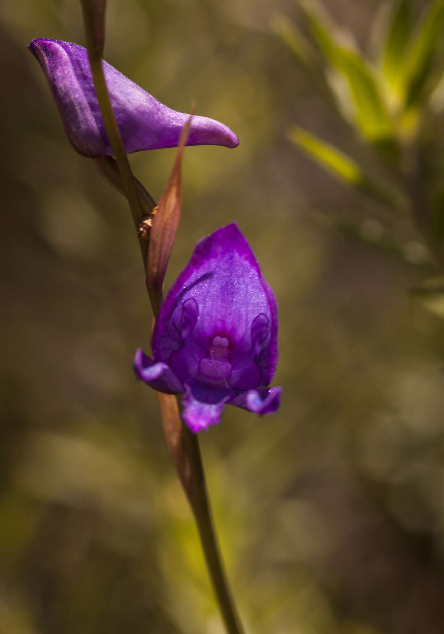 Image of Disa hians (L. fil.) Spreng.