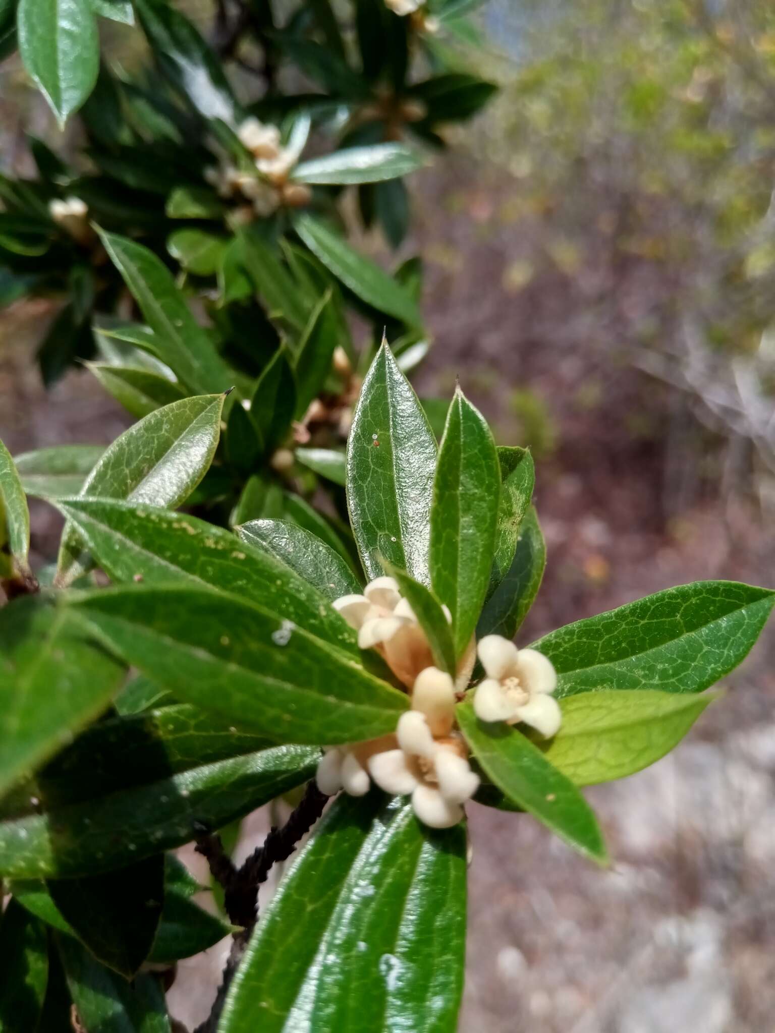 Sivun Diospyros aculeata H. Perrier kuva