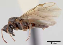 Image de Lasius bureni