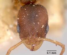 Image of Ant