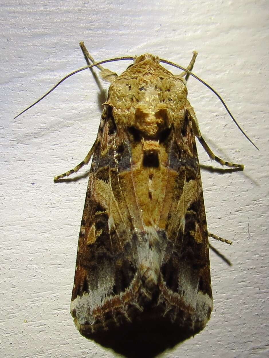 Image of Yellow-striped Armyworm Moth