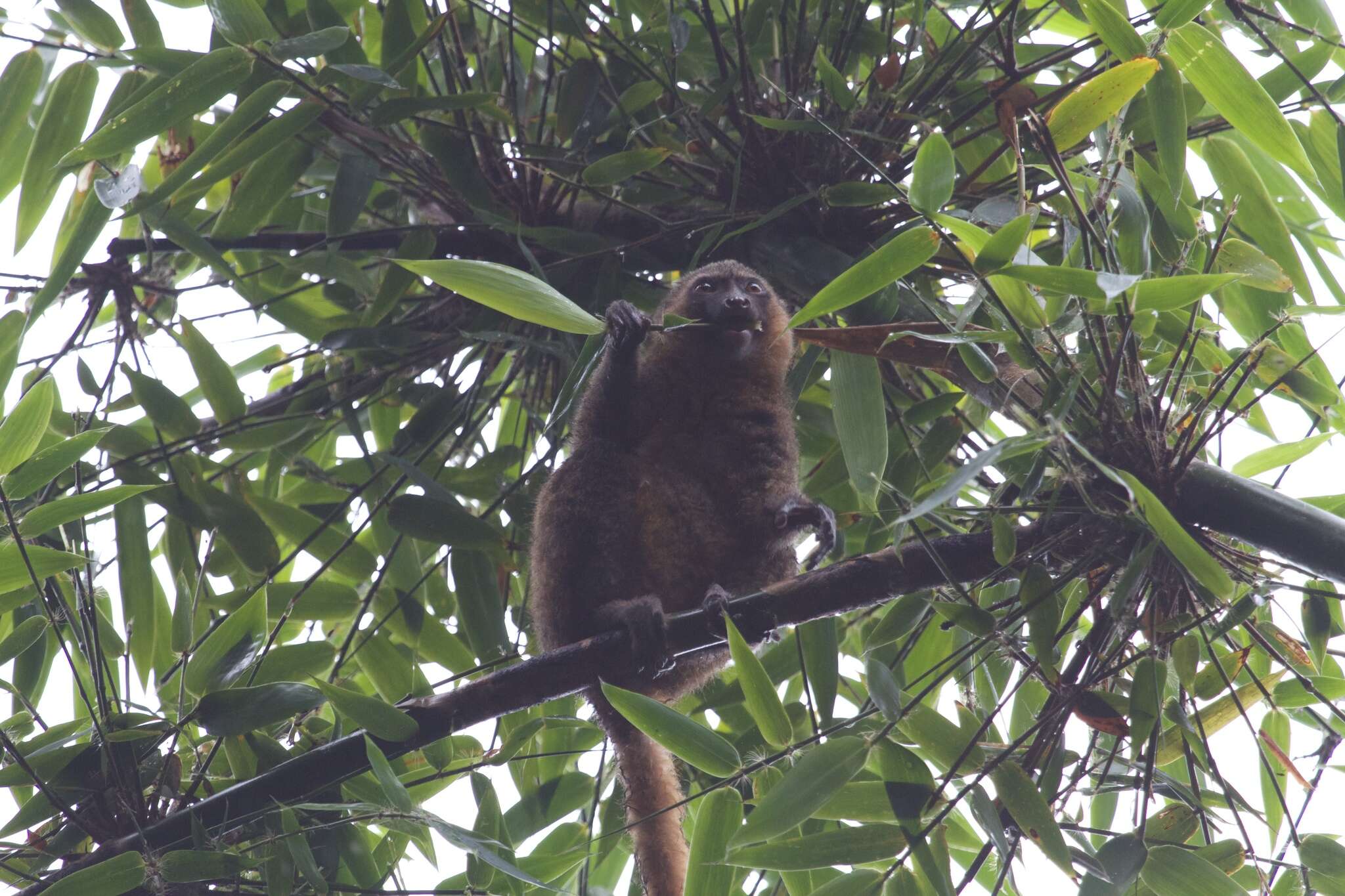 Image of golden bamboo lemur