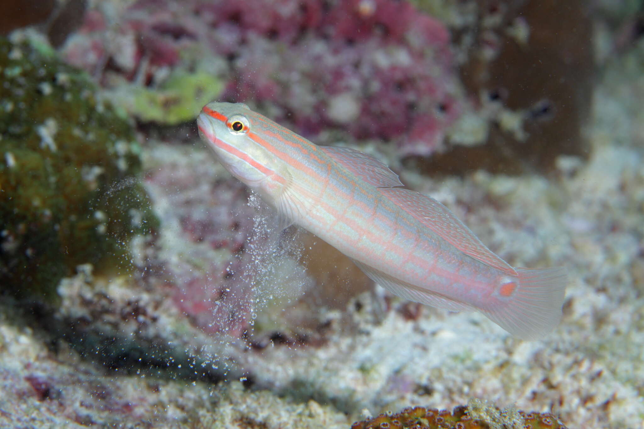 Image of Crosshatch goby