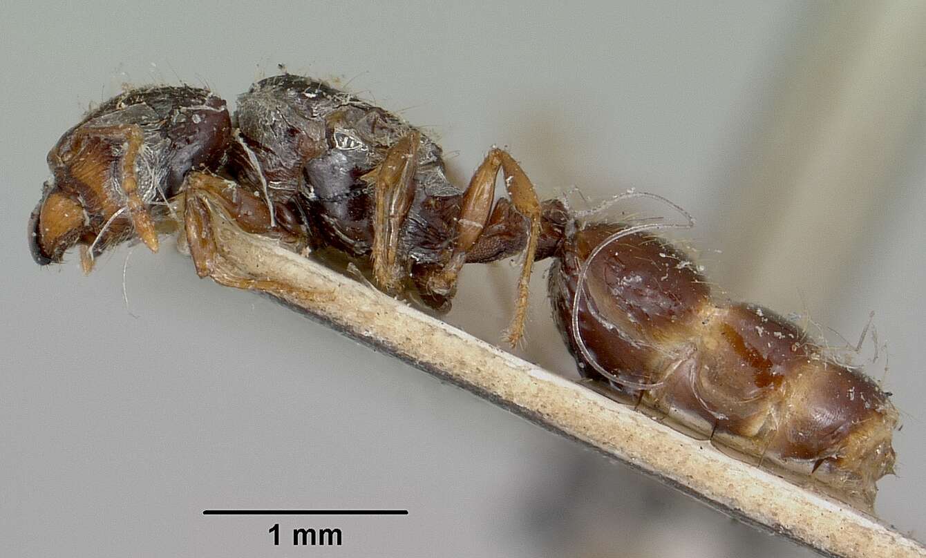 Image of Pheidole braueri Forel 1897