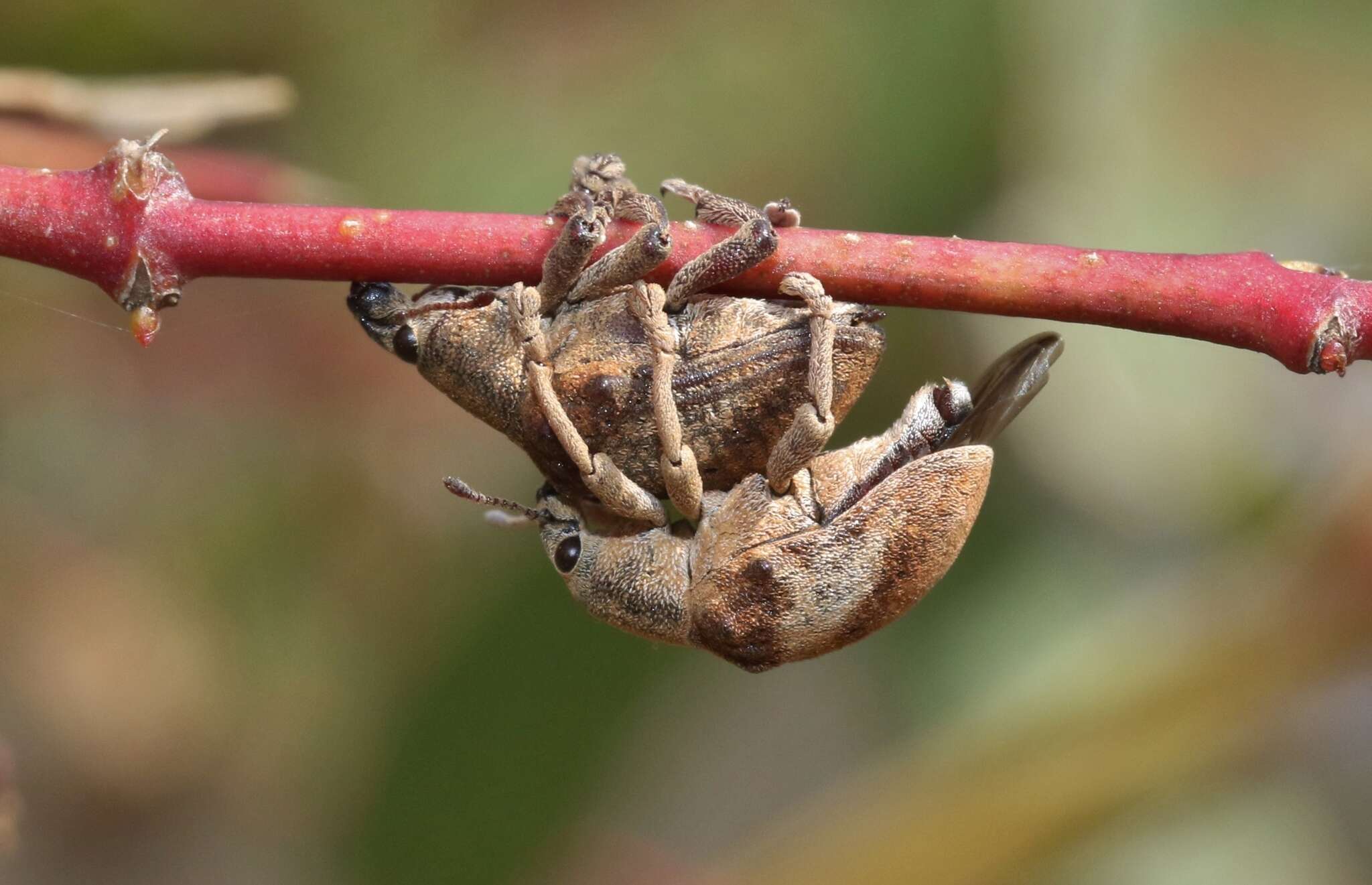 Image of Eucalyptus Snout Beetle