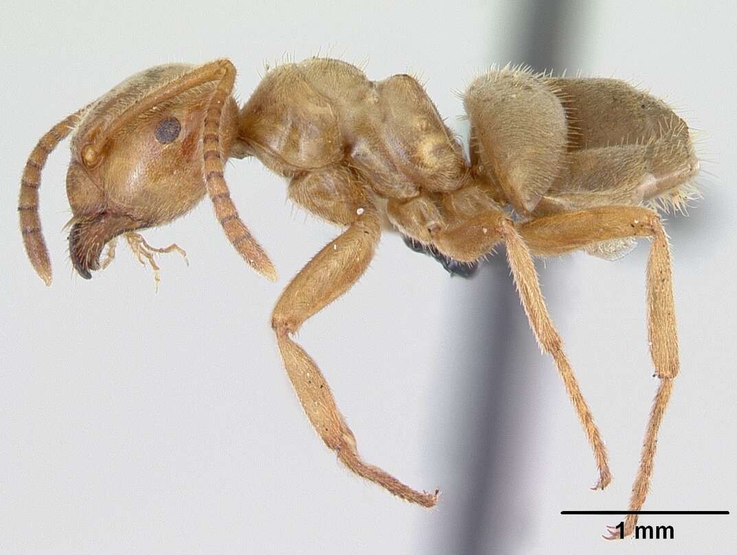 Image de Lasius umbratus (Nylander 1846)