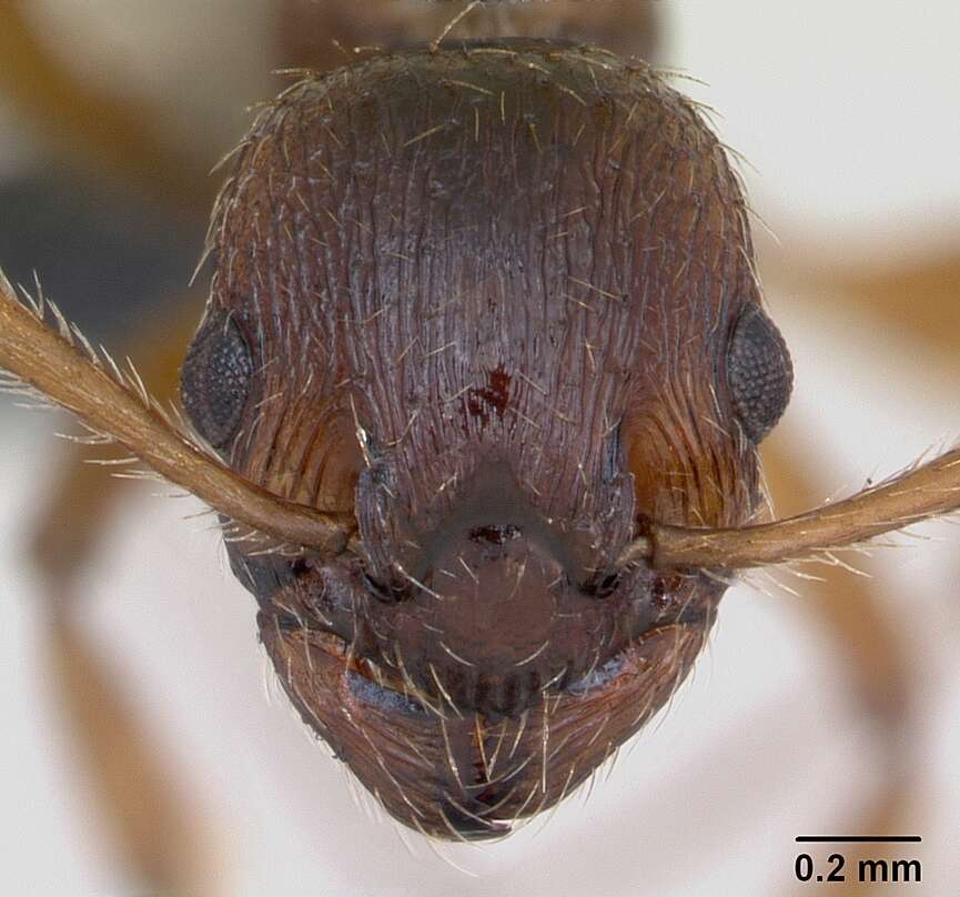 Image of Myrmica ruginodis Nylander 1846