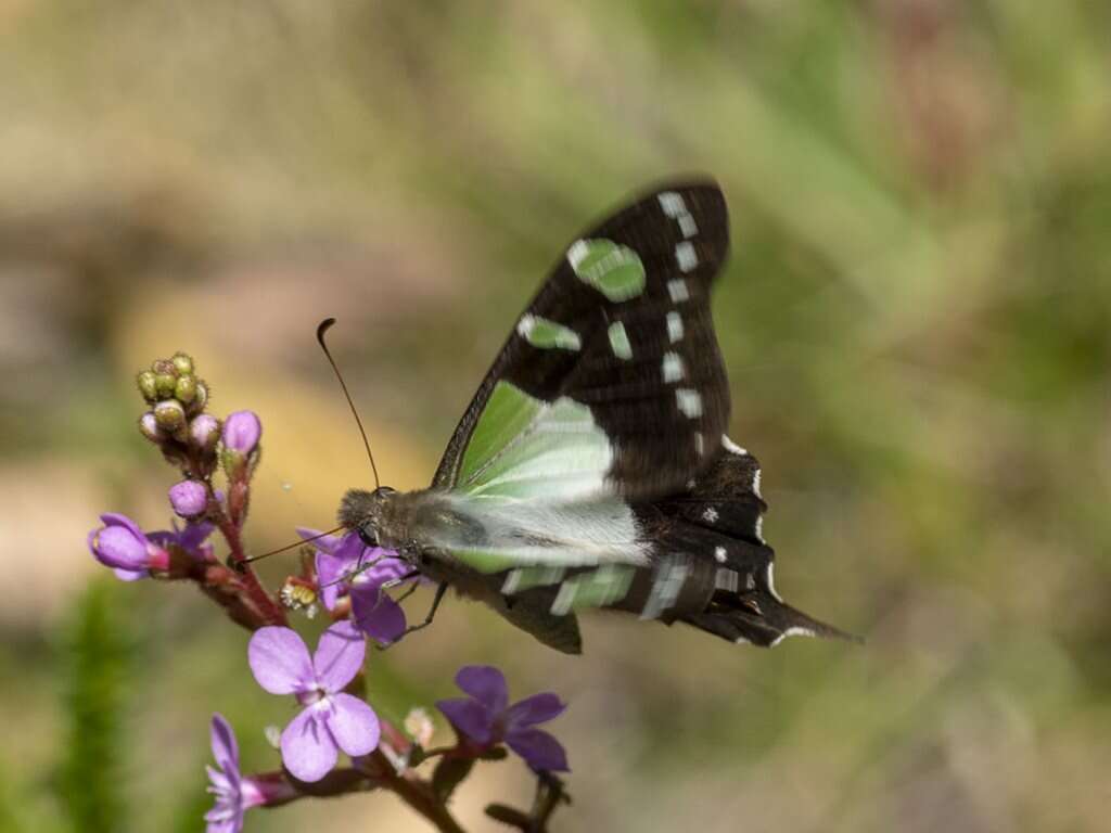 Слика од Graphium macleayanus (Leach 1814)