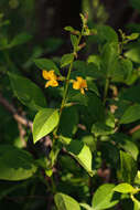 Imagem de Barleria prionitis subsp. ameliae (A. Meeuse) R. K. Brummitt & J. R. I. Wood