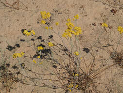 Image of Helichrysum moeserianum Thell.