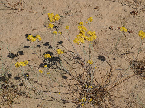 Image of Helichrysum moeserianum Thell.