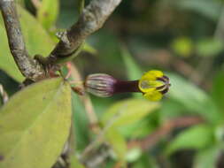 Image of Ceropegia candelabrum subsp. candelabrum