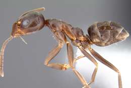 Image of Argentine Ant