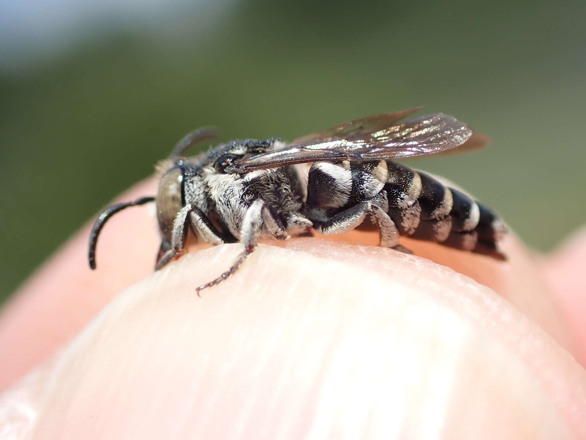 Image of Coelioxys afra Lepeletier 1841