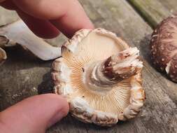 Image of shiitake