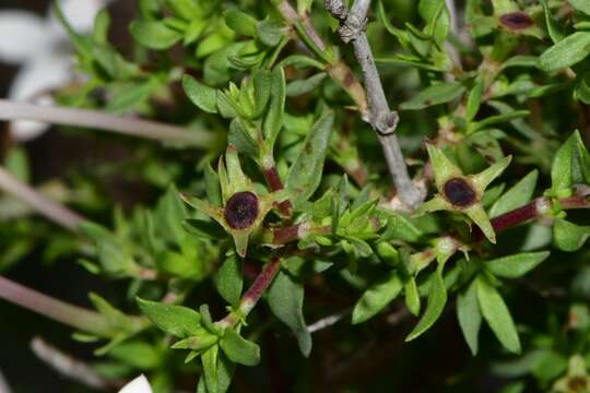 Plancia ëd Bouvardia erecta (DC.) Standl.