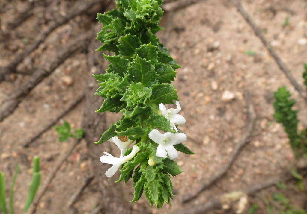 Plancia ëd Oftia africana (L.) Bocq. ex Baill.