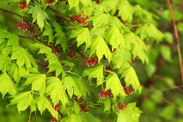 Imagem de Acer pseudosieboldianum (Pax) Kom.