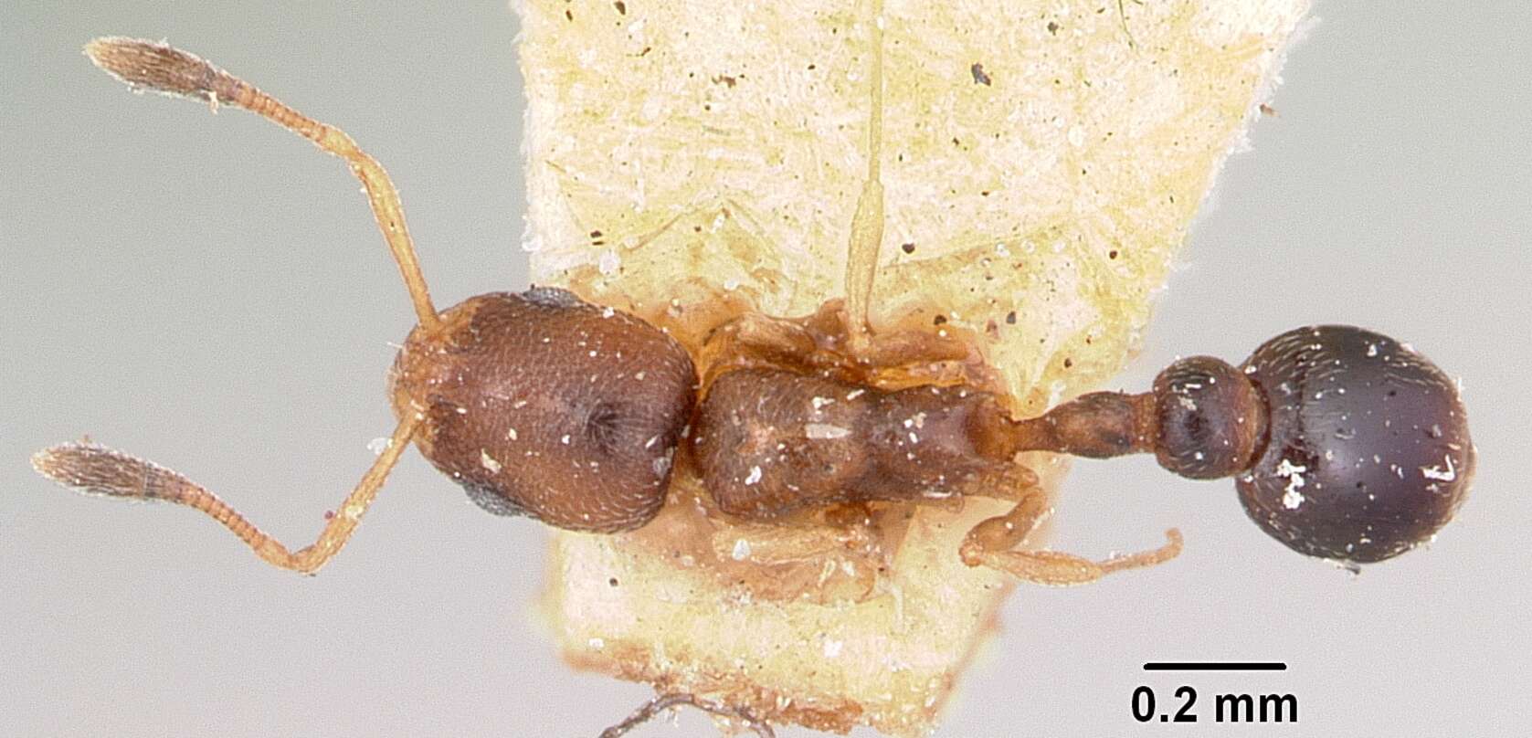 Image of Ant