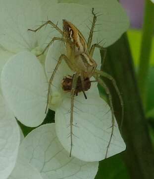 Image of Oxyopes heterophthalmus (Latreille 1804)