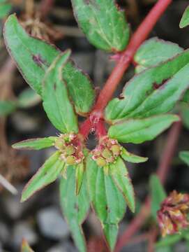 Euphorbia nocens (L. C. Wheeler) V. W. Steinm. resmi