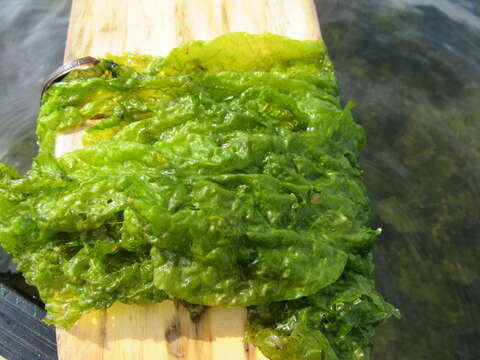 Image of Sea lettuce