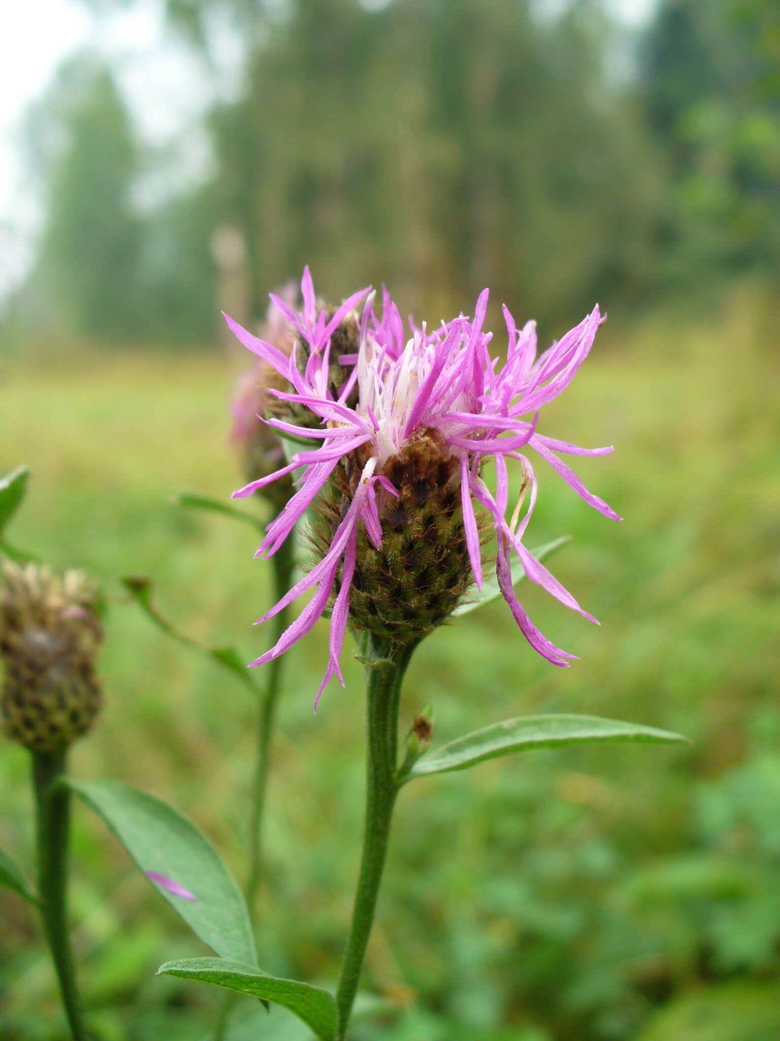 Centaurea phrygia L. resmi