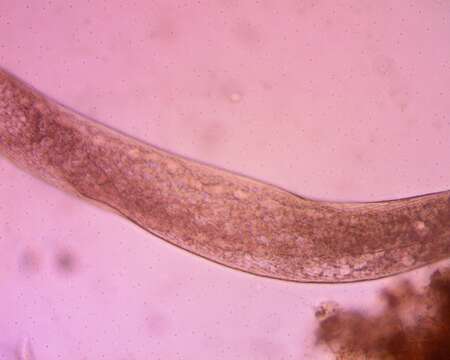 Image of Spirostomum ambiguum