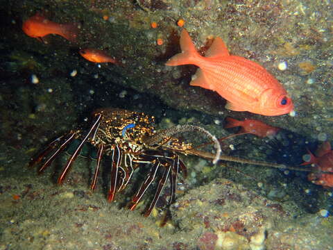 Image of Pronghorn Spiny Lobster