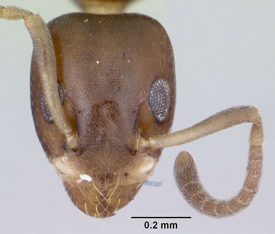 Image of Axinidris bidens Shattuck 1991