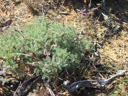 Image of Pelargonium oreophilum Schltr.