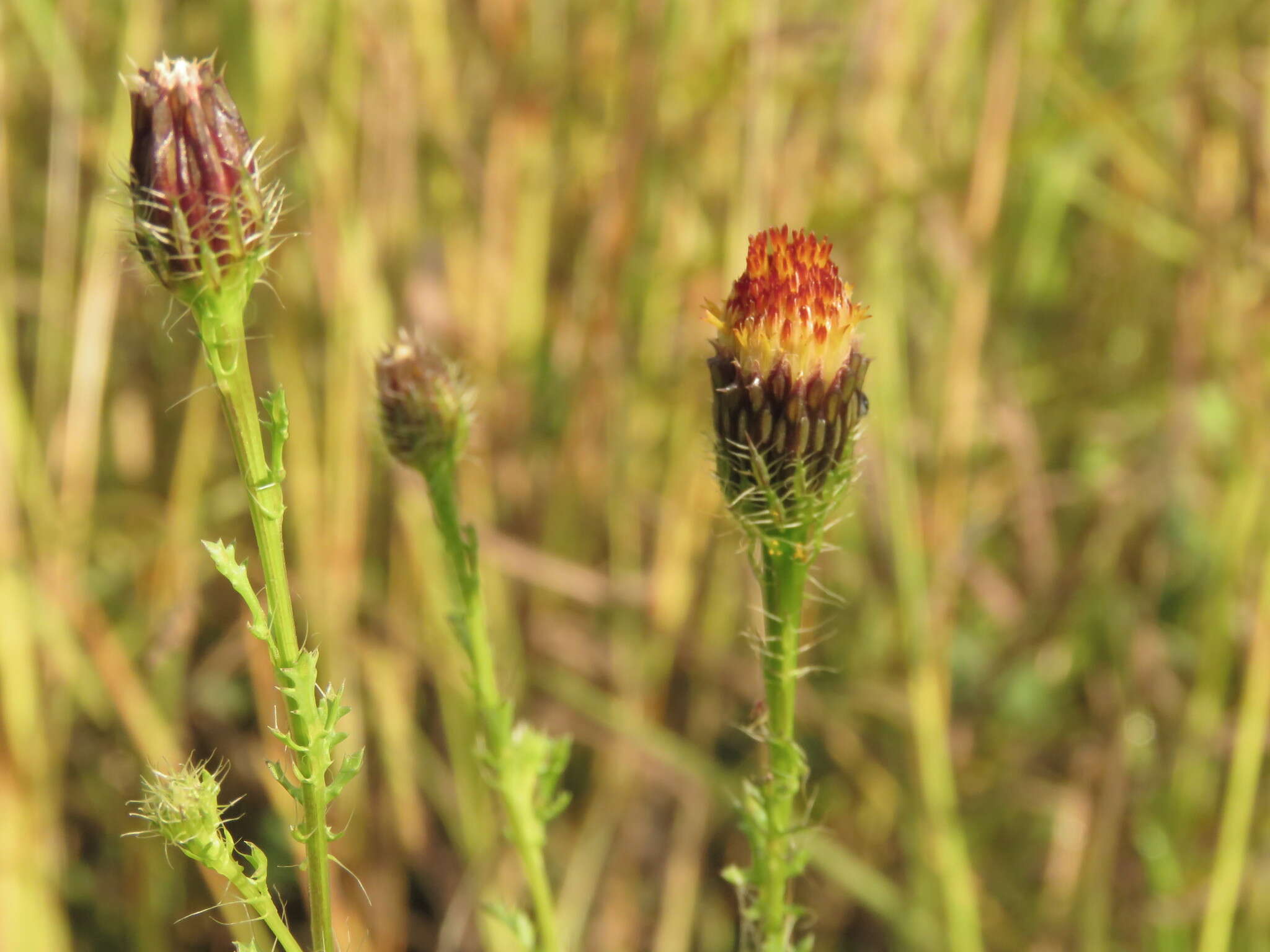 Image of poreleaf dogweed