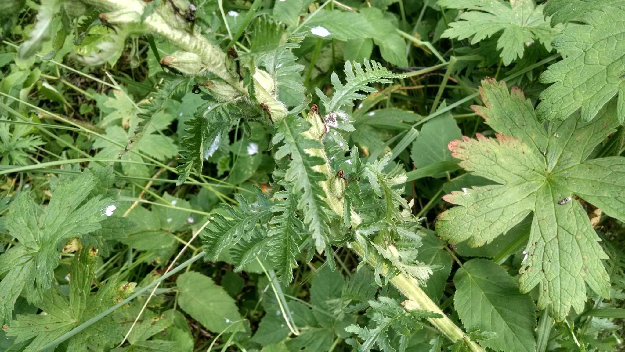 Image of Pedicularis kaufmannii Pinzger