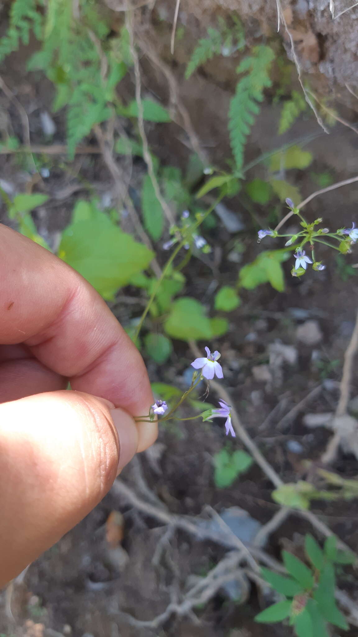 Imagem de Lobelia goldmanii (Fernald) T. J. Ayers