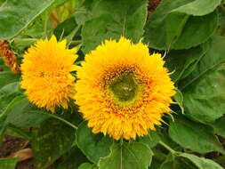 Image of common sunflower